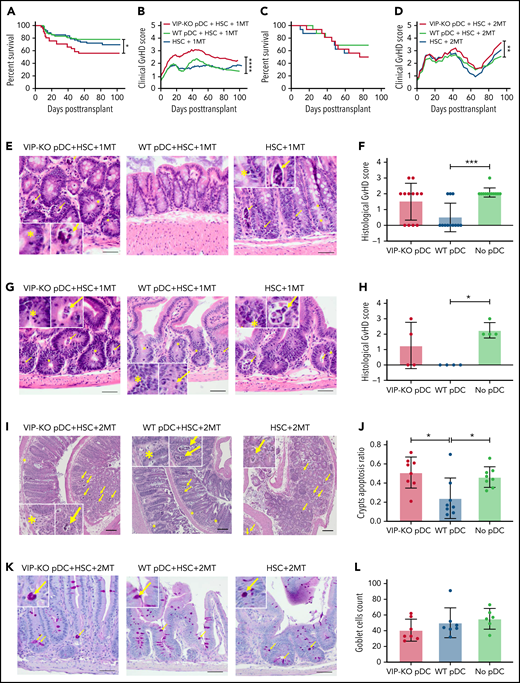 VIP synthesis by donor pDCs limits GVHD in allo-HSCT recipients. (A-B) Percentage survival of B10.BR mice transplanted with 5 × 103 FACS-sorted HSCs and 1 × 106 MACS-enriched splenic T cells from C57BL/6J mice with the addition of 5 × 104 FACS-purified pDCs from either wild-type or VIP-KO mice. Survival and mean GVHD score of each group are shown. Biological replicates involved 18 independent experiments with n = 83 mice in wild-type pDCs, HSC, and 1MT group; n = 41 mice in the VIP-KO pDCs, HSC, and 1 × 106 group; n = 61 in the HSC and 1 × 106 T-cell group. (C-D) Survival and mean GVHD scores of mice that received 5 ×103 HSCs, 2 × 106 splenic T cells, and 5 × 104 FACS-purified wild-type or VIP-KO pDCs. N = 16 mice per group. (E) 7 days after B10.BR mice received 1 × 106 T cells, mice were euthanized, and jejunum, duodenum, and ileum were harvested, formalin-fixed, paraffin-embedded, 10-μm sections stained with hematoxylin and eosin, and histological GVHD scores were determined by a pathologist masked to treatment group. Bar indicates 50 μm at ×200 magnification. (F) Each dot represents a segment of small intestine. Four biological replicates and 12 technical replicates were analyzed for each group. Bar indicates 50 μm at ×200 magnification. (G-H) Histology score of colons in recipients of 1 × 106 T cells of recipients. Bar indicates 50 μm at ×200 magnification. (I-J) Seven days after the B10.BR mice received 2 × 106 T cells, colons were collected and stained with hematoxylin and eosin. Apoptotic crypts are counted by a pathologist. N = 8 in each group. Bar indicates 100 μm at ×40 magnification. (K-L) Seven days after allo-HSCT, formalin-fixed, paraffin-embedded sections of small intestine from recipients of 2 × 106 T cells were stained with periodic acid–Schiff, and goblet cells were counted by a pathologist (masked to treatment group), n = 6 or 7 biological replicates for each group. Bar indicates 50 μm at ×200 magnification. Statistics: Kaplan-Meier for survival analysis, two-way analysis of variance for clinical GVHD, nonparametric Mann-Whitney U test for histological GVHD scores, and crypts apoptosis. Yellow arrow marks necrotic cell; yellow asterisks marks neutrophils. *P < .05, **P < .01, ***P < .001, ****P < .0001.