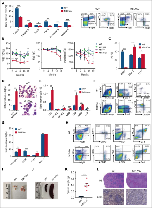 Abnormal B-cell differentiation and pre-leukemia symptoms in MH knock-in mice. (A) FACS characterization of pre–pro-B cells, pro-B cells, pre-B cells, immature B cells, and mature B cells in the BM of WT and MH-Vav mice at 6 months. Left panel: statistical summary. Right panel, FACS analysis of BM cells. The B220+/IgMlow were pooled and subjected to further FACS analysis by using markers CD19 and CD43. (B) PB monitoring of 12-month MH mice. (C) FACS analysis of PB cells using markers B220, CD3, and Mac-1. (D) Visualization of immature cells in BM. Left panel, statistical summary. Right panel, morphologic visualization. (E-F) Abnormal differentiation in hematopoietic stem cells. Left panel, statistical summary. Right panel, FACS analysis with various cell markers (supplemental Table 10). (G) Lin–, B220+, CD3+, and Mac-1+ populations in BM. (H) FACS analysis of B-, T-, and myeloid lineages in BM using markers B220/CD43/CD19, CD4/CD8, and Mac-1/Gr-1, respectively. (I-K) Macro-anatomic examination of pre-leukemia status in 12-month MH mice. Comparisons of lymph nodes (I) and spleen (J-K) between WT and MH mice. (L) Hematoxylin and eosin (HE)-stained histopathologic sections of WT and MH spleens, in which the B cells were immunohistochemically stained by using the antibody against B220. (M) FACS analysis of MH spleen cells using markers B220, CD3, and Mac-1. (N) FACS analysis of B220+ spleen cells using markers CD19, CD43, IgM, IgD, CD21, and CD23. Data are presented as mean ± standard error of the mean and were analyzed by using the t test. *P < .05, **P < .01, ***P < .001. CLP, common lymphoid progenitor; Hgb, hemoglobin; LMPP, lymphoid-primed MPP; LRP, lineage-restricted progenitor; LT-HSC, long-term hematopoietic stem cell; SSC, side scatter; ST-HSC, short-term hematopoietic stem cell.