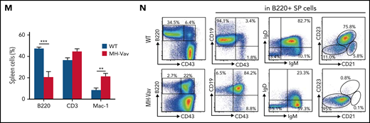 Abnormal B-cell differentiation and pre-leukemia symptoms in MH knock-in mice. (A) FACS characterization of pre–pro-B cells, pro-B cells, pre-B cells, immature B cells, and mature B cells in the BM of WT and MH-Vav mice at 6 months. Left panel: statistical summary. Right panel, FACS analysis of BM cells. The B220+/IgMlow were pooled and subjected to further FACS analysis by using markers CD19 and CD43. (B) PB monitoring of 12-month MH mice. (C) FACS analysis of PB cells using markers B220, CD3, and Mac-1. (D) Visualization of immature cells in BM. Left panel, statistical summary. Right panel, morphologic visualization. (E-F) Abnormal differentiation in hematopoietic stem cells. Left panel, statistical summary. Right panel, FACS analysis with various cell markers (supplemental Table 10). (G) Lin–, B220+, CD3+, and Mac-1+ populations in BM. (H) FACS analysis of B-, T-, and myeloid lineages in BM using markers B220/CD43/CD19, CD4/CD8, and Mac-1/Gr-1, respectively. (I-K) Macro-anatomic examination of pre-leukemia status in 12-month MH mice. Comparisons of lymph nodes (I) and spleen (J-K) between WT and MH mice. (L) Hematoxylin and eosin (HE)-stained histopathologic sections of WT and MH spleens, in which the B cells were immunohistochemically stained by using the antibody against B220. (M) FACS analysis of MH spleen cells using markers B220, CD3, and Mac-1. (N) FACS analysis of B220+ spleen cells using markers CD19, CD43, IgM, IgD, CD21, and CD23. Data are presented as mean ± standard error of the mean and were analyzed by using the t test. *P < .05, **P < .01, ***P < .001. CLP, common lymphoid progenitor; Hgb, hemoglobin; LMPP, lymphoid-primed MPP; LRP, lineage-restricted progenitor; LT-HSC, long-term hematopoietic stem cell; SSC, side scatter; ST-HSC, short-term hematopoietic stem cell.
