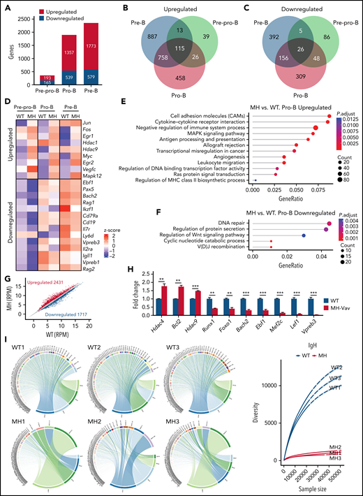 MH-driven transcriptional deregulatory activity in B cells. (A) Genes deregulated in pre–pro-B, pro-B, and pre-B cells. Upregulated or downregulated genes are indicated by red and blue bars, respectively. The raw scatter plot is shown in supplemental Figure 3A. (B) Venn diagram indicating the overlap genes upregulated in pre–pro-B, pro-B, and pre-B cells. (C) Venn diagram indicating the overlap genes downregulated in pre–pro-B, pro-B, and pre-B cells. (D) Heatmap representation of MH modulated genes at different B-cell developmental stages in WT and MH-Vav mice (MH). The representative genes are labeled on the right of the heatmap. (E-F) GO analysis of MH-driven gene deregulations in pro-B cells. (G) Scatter plot of gene expression differences between sorted B220+CD19+IgM + spleen cells of WT and MH mice at 12 months. The normalized expression of each deregulated gene is shown in dots. (H) Quantitative RT-PCR validation of transcript levels of a number of deregulated genes in WT and MH mice. (I) Circos plot of the VHJH rearrangement in WT (n = 3) and MH (n = 3) mice at 12 months. Ribbon widths are proportional to the frequencies of rearrangement events. Diversity of the VHJH rearrangement in WT and MH mice is summarized in the far-right panel. Data are presented as mean ± standard error of the mean and were analyzed by using the t test. **P < .01, ***P < .001. RPM, reads per million.