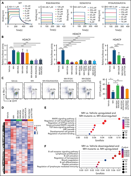 Structure-based analysis revealed molecular determinants of MEF2D-MRE complex formation in determining MEF2D fusion-driven trans-deregulation of target genes and B-cell differentiation arrest. (A) Biophysical characterization of MEF2D-MRE interaction. Various concentrations of recombinant MEF2D2-95 and mutants were subjected to biolayer interferometry characterization. The binding kinetics value was estimated with the assumption of 1:1 binding. (B) Luciferase assays using the HDAC9 promoter in 293T cells. The experiments were performed in the context of MH fusion and MH mutants. (C) In vitro B-cell differentiation assay. Left panel, the structure-based perturbations upon the MH-mediated cell arrest (boxed) were monitored by using mouse progenitor cells (Lin–/c-KitLow). Right panel, statistical summary. (D) Heatmap of genes that were differentially expressed under the effect of MH fusion and MH mutants in Reh cell lines as revealed by RNA-seq (n = 2). GO analysis of 905 MH upregulated (E) and 696 MH downregulated (F) genes in Reh cell lines expressing different MH constructs. *P < .05, **P < .01, ***P < .001. TGF-β, transforming growth factor-β.