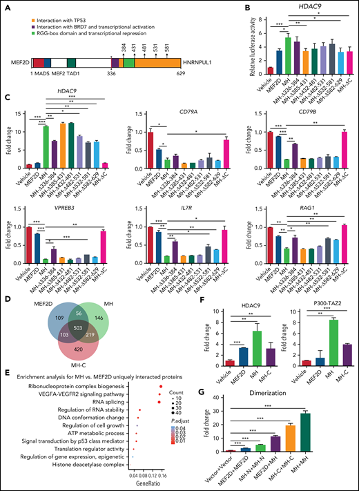 The regulatory role of the C-terminal moiety of MH fusion. (A) Schematic diagram of the construction of deletional mutations in the C-terminal MEF2D-HNRNPUL1. The amino acid positions used in this assay are arrowed and annotated. (B) Luciferase assay of MH fusion and its mutants using the HDAC9 promoter. (C) Quantitative RT-PCR of the messenger RNA levels of representative target genes in Reh cells expressing MH or its mutants. (D) Venn diagram indicating the overlap proteins that interacted with MEF2D, MH, and MH-C protein in an MS assay. (E) GO analysis of proteins with unique interaction to MH vs MEF2D in an MS assay. (F) Mammalian two-hybridization assay showing the interaction of MEF2D, MH, and MH-C with HDAC9 and P300-TAZ2 domain in 293T cells. (G) Mammalian two-hybridization assay showing the dimerization of MEF2D, MH-N, MH-C, and MH in 293T cells. Data are presented as mean ± standard error of the mean and are analyzed by using the t test. *P < .05, **P < .01, ***P < .001. VEGFA-VEGFR2, vascular endothelial growth factor A/vascular endothelial growth factor receptor-2.