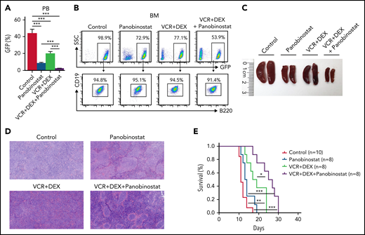 The combination treatment of panobinostat, VCR, and DEX significantly improved the overall survival of MH/NRASG12D BCP-ALL mice. (A) Percentage of GFP-positive cells in PB from MH/NRASG12D recipient mice treated with solvent (as control), panobinostat (2.5 mg/kg), VCR (0.15 mg/kg) plus DEX (1 mg/kg), and the combination of the 3 drugs, respectively, for 2 weeks of 5-days-on/2-days-off. (B) Flow cytometry analysis of BM cells from mice as described in panel A. (C) Spleen sizes from mice as described in panel A. (D) Hematoxylin and eosin–stained sections of the spleen described in panel C. (E) Kaplan-Meier survival curves of MH/NRASG12D recipient mice continuously administered solvent (as control), 2.5 mg/kg panobinostat, 0.15 mg/kg VCR and 1 mg/kg DEX, and the combination of panobinostat (2.5 mg/kg) and VCR (0.15 mg/kg) plus DEX (1 mg/kg), intraperitoneally for 4 cycles of 5-days-on/2-days-off. *P < .05, **P < .01, ***P < .001.