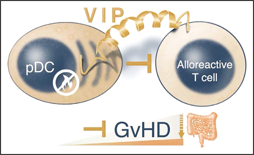 Donor pDCs can limit alloreactive T cell responses during the initiation of aGVHD. Zhu et al report that donor pDCs control intestinal GVHD via the tiny yet versatile 28-amino-acid VIP.