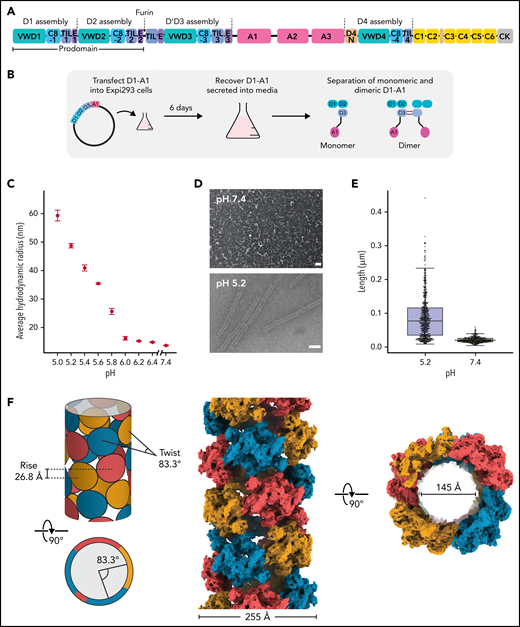 Structure of a VWF tubule. (A) Schematic of the domain organization of the VWF proprotein. Each D assembly except D′ is made of domains VWF type D domain, C8, TIL (trypsin inhibitor-like cysteine-rich domain), and E. D1 and D2 form a prodomain that is cleaved by furin protease before secretion. (B) Strategy to obtain VWF monomers and disulfide-linked dimers. VWF D1-A1 was expressed in Expi293 cells and purified from the media as monomers and disulfide-linked dimers. The furin cleavage site was mutated to ASAS to prevent prodomain dissociation. (C) DLS experiments of purified D1-A1 incubated at indicated pH showing an increase in average hydrodynamic radius with a decrease in pH. Error bars represent the difference between the means from 2 replicates. (D) Representative micrographs from negative-stain electron microscopy showing VWF dimers incubated at pH 7.4 and 5.2 (scale bars, 50 nm). (E) Quantification of (D) showing particle lengths measured from 3 micrographs from samples incubated together overnight. The bottom, middle, and top lines of the shaded boxes represent the first quartile, the median, and the third quartile of measured particle length, respectively. The length of the whiskers below and above the box plot represent the lesser of the range of data or 1.5 multiplied by the interquartile range. (F) Schematic and cryo-EM structure of the dimer-derived tubule showing the bead-like arrangement. The structure forms a right-handed helix with a helical rise of 26.8 Å and a helical twist of 83.3°. The cryo-EM map has been Gaussian filtered for visualization.