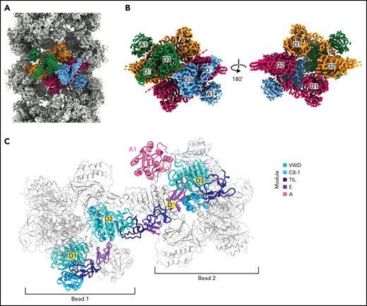 Organization of VWF within a tubule. (A) Cryo-EM map of the dimer-derived VWF tubule in gray with a single bead colored by each of the 4 monomeric VWF subunits from which it is formed. Beads have twofold symmetry. (B) A single bead. The left view has the same orientation as in (A) and has a red dashed line separating symmetrical halves. The right view shows the luminal facing portion of the bead, which is formed by 2 antiparallel D1D2 prodomains that form a cradle for the binding of 2 juxtaposed D′D3 domains. (C) A VWF monomer, colored by domain, adopts an extended conformation that spans 2 beads. The D1D2 prodomain is in 1 bead, and the D′D3 and A1 domains are in a neighboring bead. Domains of neighboring VWF molecules are colored gray and are shown with thinner loops, helices, and strands.