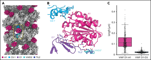 The A1 domain is a component of the tubule and links helical repeats. (A) Cryo-EM map of the dimer-derived VWF tubule in gray with A1 domains in pink. A single A1 domain is boxed together with the domains of the neighboring molecules with which it interacts. (B) Details of the trans interactions an A1 domain makes with 2 neighboring VWF molecules. Distinct molecules are denoted by no apostrophe, 1 apostrophe (’), or 2 apostrophes (’’). (C) Quantification of tubule length observed by negative-stain electron microscopy with and without the A1 domain. Particle lengths were measured from 3 micrographs from samples incubated together overnight. Whisker plots are as described in the Figure 1E legend.