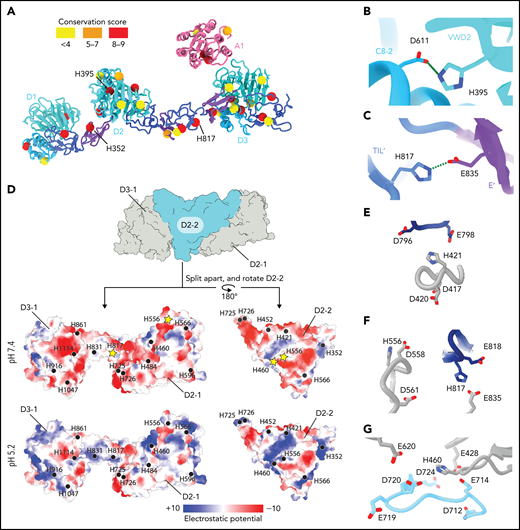 Structural basis for pH-dependent VWF tubule formation. (A) The Cα positions of the 33 histidine residues resolved in the structure are depicted as spheres color-coded based on sequence conservation obtained from 140 homologs using the ConSurf server.47 (B) Details of the intramonomer salt bridge made by H395. (C) Details of the intramonomer salt bridge made by H817. (D) Interface between D2-D3 of one molecule (denoted D2-1 and D3-1; gray) and the D2 domain of another molecule (D2-2; teal) (top). The interfaces are separated and colored by electrostatic potential calculated at pH 7.4 (middle) and 5.2 (bottom). Electrostatic potentials were calculated using default coulombic parameters in ChimeraX 1.3.24 The positions of surface-exposed histidine residues are marked with a black circle or a yellow star if highlighted in panels (E-G). (E-G) Examples of histidine residues—(E) H421, (F) H556 and H817, and (G) H460—that change protonation state upon pH change from 7.4 to 5.2 in electronegative local environments.