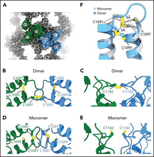 VWF concatemerization proceeds through a disulfide exchange mechanism. (A) Overview showing the juxtaposition of domains D′-A1 from separate molecules in the center of a single bead. (B-C) Arrangement of intra- and intermolecular disulfide bonds in VWF tubules generated with dimeric D1-A1. (D-E) Arrangement of interfacial cysteines and intramolecular disulfide in VWF tubules generated with monomeric D1-A1. (F) Superposition of D3 domains showing the rearrangement of the 1091-1097 loop between monomer and dimer states. Model superposition was performed using the matchmake function of ChimeraX.