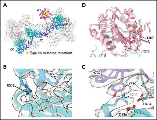 Type 2A mutations. (A) Positions of VWD type 2A missense mutations mapped onto the structure of VWF D1-A1 as it occurs in a tubule. (B) Y87 lines a crevice in the VWD1 domain. The type 2A VWD mutation Y87S would allow solvent into this crevice, potentially disrupting tubule formation. (C) R202 forms intra- and intermolecular interactions with 2 additional VWF molecules denoted in purple and dark teal. R202W, a mutation causing type 2A VWD, would disrupt these interactions. A dashed green line shows a π–cation bond. (D) A1 domain in light pink with residues altered in type 2A VWD colored in dark pink. Leucine residues described in the text are labeled.