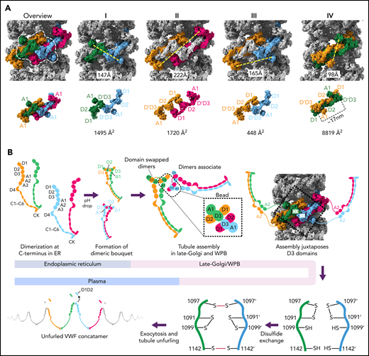 Model for VWF tubule assembly. (A) Options I-IV show the possible molecules that could be disulfide bonded at their C-termini in native tubules generated with full-length VWF. Distances between A1 domains (calculated between A1464 Cα positions) are shown below, together with surface representations of potential C-terminally–linked dimers and their quantified interfacial surface area. An overview is provided with a single bead denoted with a dashed white outline. Interfacial surface areas were calculated using PDBePISA.41 (B) Schematic showing a hypothetical maturation pathway for full-length VWF based on our cryo-EM structures and prior work. In this model, the acidic environment of the Golgi induces 2 changes in the VWF dimer: the A2-CK domains zipper together, and the N-terminal heads form a “dimer swapped” conformation with D3 of one monomer nestling in a D1-D2 cradle of the other monomer. N-terminal dimer association leads to tubule assembly. Within the tubule, D3 domains from different dimers are juxtaposed. Once positioned, a disulfide exchange occurs where C1097 is liberated from an intramolecular disulfide bond to form 1 of 2 disulfides that concatemerize VWF dimers at their D3 domain. The second disulfide, between adjacent C1142 residues, occurs without disulfide exchange. With dimers linked at their D3 domains, the VWF tubule can unfurl into a high molecular weight VWF concatemer upon exocytosis into the blood plasma.