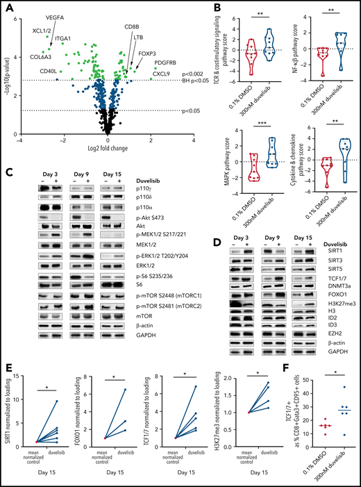 PI3K inhibition during T-cell culture–enhanced TCR and MEK/ERK signaling with alterations in epigenetic regulators that promote T-cell stemness. T cells from patients with CLL (n = 9) were cultured with or without 300 nM duvelisib administered to cultures every 3 days and were harvested after 3, 9, or 15 days of culture. Cells were stimulated with anti-CD3/CD28 beads on days 1 and 9 of culture, with day-9 samples harvested 90 minutes after restimulation with anti-CD3/CD28 beads and addition of duvelisib. Hypothesis-generating NanoString analysis was first performed and followed-up by confirmatory western blot experiments. (A) Differential expression of metabolically relevant genes in duvelisib-cultured cells compared with control cells at day 9 of culture. Changes in messenger RNA levels for 102 genes met Benjamini-Hochberg (BH) false-discovery thresholds (red). The 5 genes with the greatest fold increase or decrease are labeled. (B) Pathway scores based on gene expression levels for TCR, costimulatory, MAPK, and mTOR signaling pathways. Western blot of cell lysates probing proteins related to proliferative pathways (C) and epigenetic regulatory pathways (D). Quantifications of select western blots (SIRT1, FOXO1, and TCF1/7) normalized to control (E) with ancillary flow cytometric analysis of frequencies of TCF1/7 expressing cells (F) at day 15 of culture. Results reproduced across 3 patients with CLL with quantitative results shown in the supplemental data (supplemental Figure 5). *P < .05; **P ≤ .01; ***P ≤ .001.