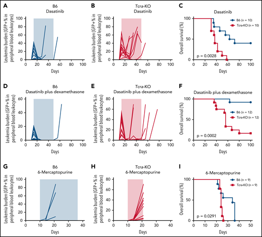 Complete loss of T cells significantly increased leukemia relapse after ALL chemotherapies. (A,B,D,E,G,H) Leukemia burden is plotted as a function of time for B6 mice (blue curves) (A,D,G) and Tcra-KO mice (red curves) (B,E,H) after BCR-ABL1 leukemia cell inoculation. Animals were treated with dasatinib (A,B), dasatinib plus dexamethasone (D,E), or 6-MP (G,H). Shaded areas indicate the duration of chemotherapy. (C,F,I) Kaplan-Meier survival curves are plotted for immunocompetent B6 and Tcra-KO mice treated with dasatinib (C), dasatinib plus dexamethasone (F), or 6-MP (I). Dasatinib was administered at 10 mg/kg 2 times per day; dexamethasone was administered at 6 mg/L in drinking water for the first week and reduced to 3 mg/L thereafter; 6-MP was administered by daily intraperitoneal injection at 5 mg/kg. The differences in overall survival were detected by log-rank (Mantel-Cox) test. Of 9 immunocompetent mice receiving 6-MP, 5 were euthanized because of overall health concerns identified by the St. Jude Children’s Research Hospital Institutional Animal Care and Use Committee, at which time leukemia blast was undetectable in peripheral blood, and spleen size was normal by visual inspection. Therefore, their causes of death were likely unrelated to leukemia.