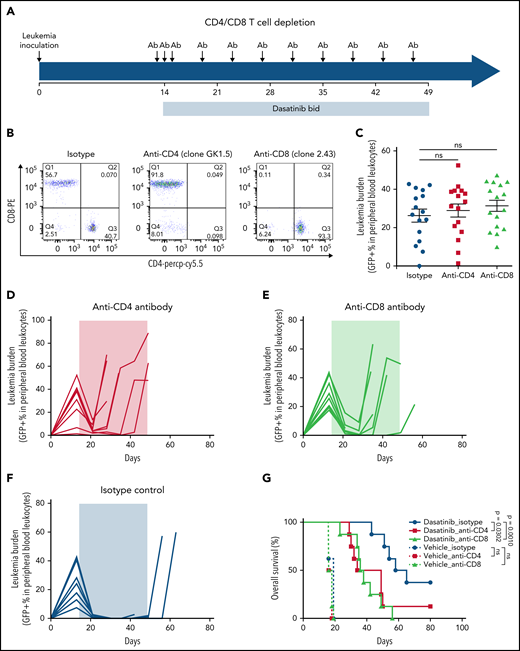 CD4 or CD8 T-cell depletion led to increased ALL relapse with dasatinib treatment. (A) Schematic plot shows the timeline of leukemia inoculation and treatment with dasatinib and anti-CD4 or anti-CD8 antibodies. (B) Flow cytometric analysis of CD4 or CD8 T-cell depletion after 3 days of antibody injection. We also confirmed CD4 and CD8 T-cell depletion once every week by flow cytometry (data not shown). (C) Leukemia burden was measured immediately before CD4 or CD8 antibody injection (ie, day 13 from leukemia inoculation). There was no significant difference in leukemia progression across 3 groups up to this time point. (D-F) Leukemia burden is plotted as a function of time for B6 mice treated with dasatinib, after CD4 T-cell (D) or CD8 T-cell (E) depletion, or without T-cell depletion (isotype antibody control) (F). Shaded areas indicate the duration of chemotherapy. (G) Kaplan-Meier survival curves of B6 mice treated with dasatinib or vehicle after CD4 or CD8 T-cell depletion. The differences in survival were detected by log-rank (Mantel-Cox) test. bid, twice per day; ns, not significant.