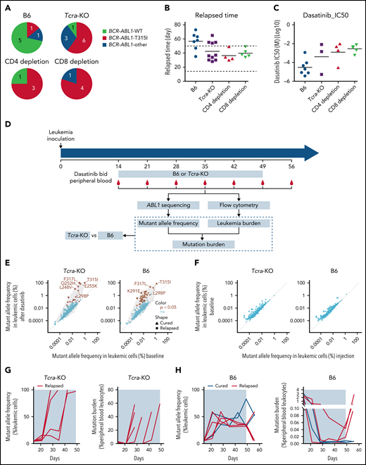 The rise in ABL1 mutations and dasatinib resistance in immunocompromised vs immunocompetent hosts. (A) The pie plot shows the number of mice relapsed with leukemia harboring wild-type (WT) or mutated BCR-ABL1 at the time of death; 71.4% of the relapsed immunocompetent mice had WT BCR-ABL1 B-ALL, whereas 60% to 80% of immunocompromised mice relapsed with leukemia harboring a drug-resistant BCR-ABL1 T315I mutation. (B) Immunocompromised mice relapsed much earlier than immunocompetent mice, mostly during dasatinib treatment (horizontal dash lines). (C) At relapse, ALL cells from immunocompetent hosts were more sensitive to dasatinib than those from immunocompromised mice in vitro. (D) Schematic representation of experimental design and analyses for detecting and tracking ABL1 mutations during dasatinib therapy. Dasatinib was administered at 10 mg/kg twice per day (bid). ABL1 sequence encoding the kinase domain was polymerase chain reaction amplified from genomic DNA extracted from peripheral blood and then subjected to Illumina sequencing. Leukemia burden was quantified by flow cytometry weekly. (E) BCR-ABL1 mutations were enriched shortly after dasatinib treatment was initiated relative to baseline (ie, day 14, immediately before dasatinib treatment) in both immunocompetent and Tcra-KO mice. Brown dots indicate mutations that increased in frequency during dasatinib treatment; x-axis shows the highest mutant allele frequency of each identified mutation in baseline samples, and y-axis shows the highest mutant allele frequency of each identified mutation during dasatinib treatment. (F) The frequency of ABL1 mutations was not related to leukemia growth in the absence of dasatinib treatment; x-axis shows the mutant allele frequency in leukemia samples before inoculation, and y-axis shows the highest mutant allele frequency of each identified mutation in leukemia cells immediately before dasatinib therapy was initiated. (G-H) Mutant allele frequency (left panel) and mutational burden (right panel) are plotted as functions of time in Tcra-KO mice (G) and B6 mice (H). IC50, 50% inhibitory concentration; ns, not significant.