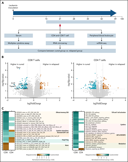 Memory and effector T-cell activation, TCR signaling, and IFN-γ/IL-12 signaling pathways were implicated in T-cell immunity against ALL relapse in mice. (A) The schema shows the design of molecular profiling experiments. Five-week dasatinib therapy was administered to B6 mice 2 weeks after leukemia cell inoculation. Mice that remained in remission after 100 days were considered cured (ie, the cured group). By contrast, mice that experienced relapse were labeled the relapsed group. Specimens from each group were subjected to 3 assays: (1) serum was collected after 1 week of dasatinib treatment and used for multiplex assay to quantify 23 cytokines (cured, n = 3; relapsed, n = 7); (2) peripheral blood was collected after 1 week of dasatinib treatment, CD4 or CD8 T cells were isolated using flow cytometry, and RNA was purified and used for microarray gene expression profiling (cured, n = 4; relapsed, n = 4); and (3) at this same time point, peripheral blood leukocytes were collected and subjected to single-cell RNA sequencing (scRNA-seq; cured, n = 6; relapsed, n = 6). (B) Volcano plot shows differentially expressed genes in CD8 T cells (left panel) or CD4 (right panel) T cells from mice in the cured vs relapsed group. Green indicates genes upregulated in the cured group, and brown highlights genes upregulated in relapsed mice. Gray dash lines indicate P = .05 (y-axis) and log2 (fold change) = ±0.5 (x-axis). (C) Heat map shows the gene sets enriched in T cells collected from the cured or relapsed group of mice. Analysis was performed for CD8 or CD4 T cells separately. Color indicates the degree of enrichment (normalized enrichment score), and blank means nominal P > .05.