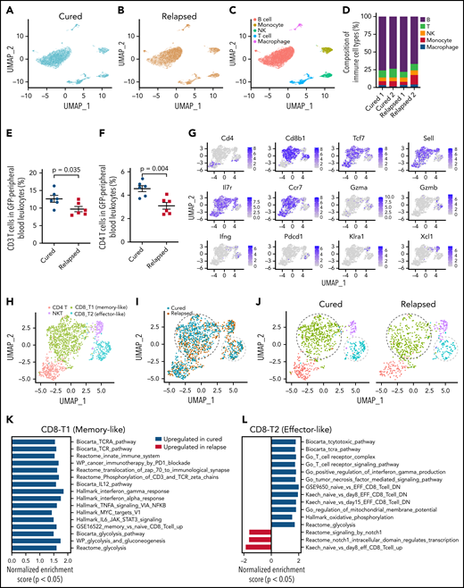 Single-cell RNA sequencing profiling of T-cell subpopulations in mice cured of or relapsed with BCR-ABL1 B-ALL after dasatinib therapy. (A,B) Uniform manifold approximation and projection (UMAP) visualization of 14 836 individual peripheral blood leukocytes collected from cured (7578 single cells) (A) and relapsed mice (7258 single cells) (B). (C) Each cell was classified into 1 of 5 immune cell types based on the expression of marker genes. (D) The difference in immune cell composition is shown as the percentage of peripheral blood leukocytes in cured mice relative to relapsed mice. (E,F) Flow cytometry of peripheral blood cells showed a higher proportion of CD3 (E) and CD4 (F) T cells in cured mice compared with relapsed animals. (G) Single-cell expression of marker genes of the T-cell population. Memory T-cell markers: Tcf7, Sell, Ccf7, and Il7r. Effector T-cell markers: Ifng, Gzma, Gzmb, and Pdcd1. NK T-cell markers: Klra1 and Xcl1. (H-J) UMAP visualization of T cells collected from cured and relapsed mice. Each cell was classified into 1 of 4 subpopulations based on the expression of marker genes; 4 subpopulations (H); distribution of cells from cured mice (green) and relapsed mice (brown) (I); T-cell distribution of 4 subpopulation in cured (left) or relapsed (right) groups, respectively (J). (K,L) To identify genes related to ALL cure, we compared gene expression profiles of T cells from cured mice vs relapsed mice and specifically focused on CD8 T1 cells (memory like) (K) and CD8 T2 cells (effector like) (L). Differentially expressed genes were analyzed for pathway enrichment using GSEA. The bar plot shows the normalized enrichment scores of gene sets.