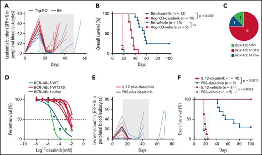 IFN-γ and IL-12 strongly influence dasatinib efficacy in ALL. (A) Leukemia burden is plotted as a function of time with dasatinib treatment for B6 or Ifng-KO mice. The shaded area indicates the duration of dasatinib treatment. (B) Kaplan-Meier survival curve of leukemia-bearing mice with dasatinib treatment or with vehicle control. (C) Most of the Ifng-KO mice relapsed with leukemia harboring a drug-resistant BCR-ABL1 T315I mutation. (D) The relapsed ALL cells from Ifng-KO mice showed acquired resistance to dasatinib in vitro. (E) Leukemia burden is plotted as a function of time for mice treated with dasatinib plus PBS or dasatinib plus IL-12. The shaded area indicates the duration of therapy. (F) Kaplan-Meier survival curve of leukemia-bearing mice treated with dasatinib/vehicle or dasatinib/vehicle plus IL-12. The difference in overall survival was detected by log-rank (Mantel-Cox) test. ns, not significant; PBS, phosphate-buffered saline; WT, wild type.