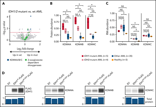AML samples with IDH1/2 mutations are associated with increased abundance of KDM4A/B/C histone demethylases. (A) Volcano plot showing protein abundance in IDH1/IDH2-mutated vs wt AML samples. P values are calculated using the t test and corrected for multiple-hypothesis testing with the Benjamini-Hochberg method. Dashed red line shows P = .05. IDH1 and IDH2 mutations in AML cause dysregulation of 2-oxoglutarate metabolism, and KDM4A/B/C are some of the known 2-oxoglutarate–dependent dioxygenases. (B-C) Normalized abundance of KDM4A/B/C classified by IDH1/2 mutation status in TMT data (B) and bulk RNA sequencing (C). *P < .05 by t test between groups. (D) K562 cells were transfected in vitro with pcDNA3-EV, pcDNA3-FLAG-IDH1wt, or pcDNA3-FLAG-IDH1R132H plasmids and cultured for 2 days prior to cell lysis. Western blots show 1 of 3 representative biologic replicates using antibodies specific for the indicated proteins. Normalized total protein values as a loading control were calculated using the protein normalization module on the Jess western blotting system. EV, empty vector; mut, mutant; NS, not significant.