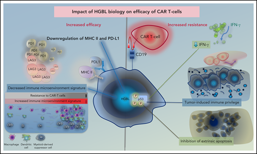Impact of HGBL biology on efficacy of CAR T cells. Proposed impact of HGBL biology on efficacy of anti CD19 CAR T cells. HGBL may downregulate MHC-class II and PD-L1 antigens, which suppress CAR T cells via LAG-3 and PD-1, potentially leading to less T-cell exhaustion. Tumors that are resistant to CAR T cells have more activation of the immune microenvironment signature, which may be decreased in HGBL. Aberrations of p53 can increase tumor cell survival through downregulation of interferon signaling, induction of tumor-site immune privilege, and inhibition of extrinsic apoptosis.