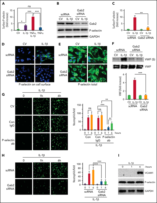 Gab2 is essential for IL-1β–induced exocytosis of P-selectin and VWF in endothelial cells and the adhesion of neutrophils to activated endothelial cells. (A) IL-1β induces P-selectin expression on the endothelial cell surface. HUVECs were treated with IL-1β (10 ng/mL) or TNFα (10 ng/mL) alone or in combination for 1 hour. At the end of 1 hour, the cells were fixed in 2% paraformaldehyde (PFA), and the surface expression of P-selectin was measured by cell surface ELISA. Since the inclusion of TNFα in IL-1β treatment gave a robust increase in P-selectin translocation to the cell surface, in all experiments described in this and other figures that examined the exocytosis of P-selectin and VWF, IL-1β was supplemented with TNFα in treating endothelial cells. (B) Gab2 silencing does not affect total P-selectin concentrations. HUVECs were transfected with 200 nM scrambled RNA (scRNA) or Gab2 small interfering RNA(siRNA). After 48 hours, the cells were treated with IL-1β for 1 hour. The cells were lysed, and the concentrations of Gab2 and P-selectin were analyzed by immunoblotting. Densitometric analysis of immunoblots showed that Gab2 silencing knocked down around 85% of Gab2 and no change in the total P-selectin. (C) Gab2 silencing impairs the translocation of P-selectin to the cell surface. HUVECs transfected with scRNA or Gab2 siRNA were treated with IL-1β for 1 hour. The cell surface expression of P-selectin was measured by cell surface ELISA. (D-E) Gab2 silencing impairs IL-1β–induced expression of P-selectin at the cell surface without impairing the total cellular expression of P-selectin. HUVECs, cultured on cover glasses, were transfected with 200 nM of scRNA or Gab2 siRNA. After 48 hours, the cells were treated with IL-1β for 1 hour. P-selectin expression was analyzed in (D) unpermeabilized or (E) permeabilized cells by immunofluorescence microscopy. (F) Gab2 silencing suppresses IL-1β–induced secretion of VWF. HUVECs transfected with scRNA or Gab2 siRNA were treated with IL-1β for 1 hour. At the end of 1 hour, cell supernatants were removed and precipitated with trichloroacetic acid (TCA) (6%) to concentrate proteins. The suspension of TCA precipitates was subjected to immunoblot analysis to measure secreted (S) VWF. As a control, VWF in cell lysates was also analyzed by immunoblot analysis. Concentrations of secreted VWF were quantified by densitometric analysis of VWF (S) band, and the value obtained in control scRNA transfected cells was arbitrarily assigned as 1. The top panel shows representative immunoblot, and the bottom panel shows densitometric quantification of the VWF (S) band. (G) P-selectin-dependent adhesion of neutrophils to activated endothelial cells. HUVECs cultured on cover glasses were treated with IL-1β for 1 or 6 hours. The cells were washed and incubated with a P-selectin–blocking monoclonal antibody or control IgG (10 µg/mL) for 1 hour. After that, monolayers of HUVECs were layered with PKH-labeled human neutrophils (5 × 105/mL). Neutrophils were allowed to adhere for 30 minutes. Then, unbound neutrophils were removed, the endothelial cell monolayers were washed, and the adhered neutrophils to endothelial cells were fixed in 4% PFA for 15 minutes. The cover glass was mounted with antifade Fluro gel, and the cells were visualized under a confocal microscope at 20× magnification. The micrographs shown were the representative images of 3 independent experiments. The adhered cells were enumerated at 3 random locations in each cover glass, and these data were presented in the right-side panel. (H) Gab2 silencing in endothelial cells attenuates neutrophil adhesion to activated endothelial cells. HUVECs transfected with scRNA or Gab2 siRNA were treated with IL-1β, and the adhesion of neutrophils to activated endothelial cells was analyzed as described in panel (G). (I) IL-1β–induced expression of VCAM1. HUVECs were treated with IL-1β for 1 or 6 hours. The cell lysates were probed for VCAM1 by immunoblot analysis. Data are the mean ± standard deviation of 3 independent experiments. *P < .05, **P < .01, and ***P < .001. ns, no statistically significant difference.