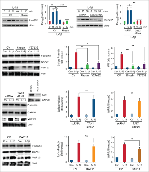 IL-1β–induced and Gab2-dependent mobilization of P-selectin and VWF was Rho-dependent and independent of TAK1 and NF-κB. (A) IL-1β activates Rho kinase in endothelial cells. HUVECs were treated with a control vehicle or Rho-specific inhibitor, rhosin, for 1 hour. After that, the cells were stimulated with IL-1β for indicated periods. Rho activation was measured as GTP-bound Rho using the Rho activation assay kit (left panel). Rho-GTP signals were quantified by densitometric analysis, and the signal intensity in cells not treated with IL-1β or rhosin was taken as 1. (B) Gab2 silencing blocks IL-1β–induced Rho activation in endothelial cells. HUVECs were transfected with 200 nM of scRNA or Gab2 siRNA. After 48 hours, the transfected cells were treated with IL-1β for indicated time periods. Rho activation was measured and quantified as described in (A). (C) Pharmacological inhibition of Rho activation attenuates IL-1β–induced translocation of P-selectin to the cell surface and VWF secretion. HUVECs were treated with a control vehicle or Rho-specific inhibitors, rhosin or Y27632 (10 µM), for 1 hour. Then, the cells were stimulated with IL-1β. After 1 hour, the cell supernatants were collected, and cell lysates were harvested. Cell lysates were probed for total P-selectin, VWF, and GAPDH. Cell supernatants were precipitated with TCA to concentrate proteins and probed for VWF by immunoblot analysis to assess secreted (S) VWF (left panel). The translocation of P-selectin to the cell surface was measured by cell surface ELISA (middle panel). VWF secretion was quantified by densitometric analysis of VWF (S) immunoblots (right panel). (D) TAK1 silencing does not affect IL-1β–induced translocation of P-selectin to the cell surface or VWF secretion. HUVECs were transfected with scRNA or TAK1 siRNA (200 nM) for 48 hours. The transfected cells were stimulated with IL-1β for 1 hour. P-selectin translocation to the cell surface and VWF secretion were evaluated as described in (C). (E) Pharmacological inhibition of NF-κB does not curtail IL-1β–induced translocation of P-selectin to the cell surface or VWF secretion. HUVECs were treated with an NF-κB–specific inhibitor, BAY117082 (20 µM), or a control vehicle for 1 hour. Thereafter, the cells were stimulated with IL-1β for 1 hour, and P-selectin translocation to the cell surface and VWF secretion were evaluated as described in (C). *P < .05, **P < .01, and ***P < .001. ns, no statistically significant difference.