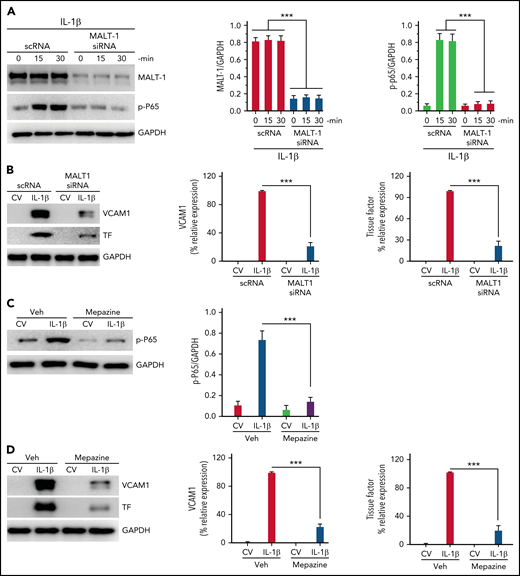 MALT1 inhibition suppresses IL-1β–induced thromboinflammatory gene expression. (A) MALT1 silencing suppresses IL-1β–induced NF-κB activation. HUVECs were transfected with scRNA or MALT1 siRNA (200 nM). After 48 hours, the transfected cells were stimulated with IL-1β for varying times. At the end of treatment, cell lysates were harvested, and the phosphorylation of the P65 subunit of NF-κB was analyzed by immunoblot analysis. The blot was also probed for MALT1 to confirm MALT1 knockdown and GAPDH as a loading control. The left panel shows a representative immunoblot, and the middle and right panels show quantification of MALT1 knockdown and p65 phosphorylation by densitometric analysis of immunoblots. (B) MALT1 silencing suppresses IL-1β–induced expression of TF and VCAM1. HUVECs transfected with scRNA or MALT1 siRNA were treated with a control vehicle (CV) or IL-1β for 6 hours. The cell lysates were probed for VCAM1 and TF expression by immunoblot analysis. The left panel shows a representative immunoblot, and the middle and right panels show quantification of VCAM1 and TF concentrations by densitometric analysis of immunoblots. The concentrations of VCAM1 and TF measured in IL-1β–stimulated cells were taken as 100%, and other values were shown relative to these values. (C-D) (C) MALT1 inhibitor attenuates IL-1β–induced NF-κB activation and (D) expression of VCAM1 and TF. HUVEC were treated with MALT1-specific inhibitor mepazine (20 µM) for 1 hourand then the cells were treated with a control vehcile (CV) or IL-1β for 30 minutes (C) or 6 hours (D). The cell lysates were probed for the phosphorylation of p65 (C) or the expression of VCAM1 and TF (D). The left panel shows a representative immunoblot, and the middle and right panels show densitometric quantification of immunoblot band intensities. The concentrations of p65 were normalized to GAPDH (C). VCAM1 and TF concentrations measured in IL-1β–stimulated cells were taken as 100%, and other values were shown relative to these values. Data are the mean ± standard deviation of 3 independent experiments. ***P < .001.