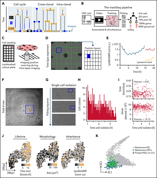 Integrating scRNA-Seq with quantitative time-lapse imaging to identify relevant intra-clonal differences. (A) Transcriptional differences between paired daughter cells (intra-clonal differences) are obscured by CC and cross-clonal differences. (B) trackSeq workflow and performance. Automated real-time event detection in ongoing live cell imaging experiments and convenient cell position navigation by alerT software. Landmarks (eg, manual sharpie dots) mark culture dishes (C) for fast visual co-registration between time lapse and cell picker microscopy field-of-views (D). (E) alerT provides dynamics quantifications from automated cell tracking for quick control by the user. (F) For each identified cell, alerT displays its colony position within the imaging position (field-of-view, panel D). (G) Sequential cell isolation steps are visually logged by alerT. (H-I) Delays in cell picking have no transcriptional effect. (H) Time delays between last observations until picking for each cell used in this study. (I) Used delays do not influence quality of single-cell transcriptional profiles (number of genes detected) or transcriptional sister dissimilarity. (J) Examples of cell properties linked to HSC daughter scRNA-Seq profiles. (K) trackSeq culture and isolation has little impact on HSC transcriptomes. Isolated HSC daughters (blue) in G1 map closely to freshly isolated HSCs (green) in reference landscape of early adult hematopoiesis.24 a.u., arbitrary units; QC, quality control; UMap, Uniform Manifold Approximation and Projection.