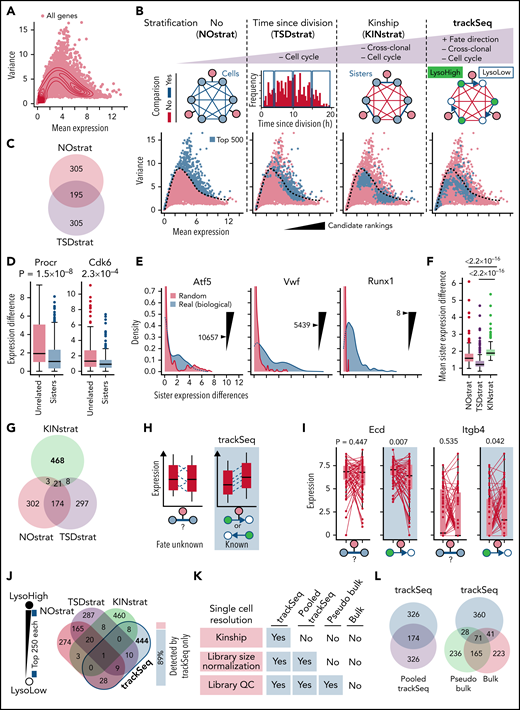 trackSeq improves CFD gene detection by removing scRNA-Seq confounders. (A) HSC gene expression landscape (density). Log2(counts+1) used throughout study. (B) trackSeq stratification steps for increased filtering out of confounders not related to CFD. NOstrat compares gene expression across all cells, TSDstrat across cells with similar lifetimes (removes CC variance), and KINstrat across sisters (identical TSD, removes cross-clonal and CC variance). trackSeq adds fate directionality information. The different stratifications identify drastically different candidates. Dotted line: boundary of NOstrat detection.23 (C) TSDstrat removes CC effects but still detects many more NOstrat candidates than expected by chance (P = 4.27 × 10−171, hypergeometric test). (D) TSDstrat candidates have higher cross-clonal than intra-clonal variance and are thus unlikely CFD regulators. Unrelated: 203 randomly paired cells. Paired Wilcoxon rank sum test. Error bars: Tukey throughout study. (E) KINstrat selects candidates with larger intra-clonal variance than expected by chance. Sister expression differences for representative genes with Kinship stratification ranks. “Real”: absolute sister differences of measured log2(counts+1) expression. “Random”: total raw counts for each gene randomly re-distributed between sisters (see Methods). (F) KINstrat candidates have increased intra-clonal variance. Paired Wilcoxon rank sum test. (G) KINstrat reveals different candidates. (H) Information from trackSeq on sister fate directionality (here lysosome inheritance) improves detection of subtle but directed differences by accumulating directed differences but averaging out uncoordinated differences. (I) Paired trackSeq candidate expression for ACD daughters with lysosome ratio >1.6×, n = 59 pairs. To simulate sister analysis without information on fate directionality, random fates were assigned. Paired t test. (J) Eighty-nine percent of the top 500 trackSeq candidates are missed by other stratification methods. Single-cell resolution is required for differential candidate identification. (K) Decreasing single-cell resolution from trackSeq to pooled cell experiments was simulated by incrementally removing available information from trackSeq data: First, “Pooled trackSeq” averages LysoHigh and LysoLow cells into a LysoHigh or LysoLow pool, respectively. Second, “Pseudo bulk” removes single-cell library size normalization. Third, “Bulk” further removes single-cell library quality control (QC) information that would not be available for complementary DNA libraries from pooled cells. Top 500 candidates identified for each step using paired t tests (supplemental Figure 3A) between LysoHigh/LysoLow pools to relate changes in candidate identification to loss of single-cell information. (L) Loss of single-cell library information worsens trackSeq candidate re-identification. “Pooled trackSeq”/“Pseudo bulk”/“Bulk” identify 34.8%/19.8%/22.4% of trackSeq candidates.
