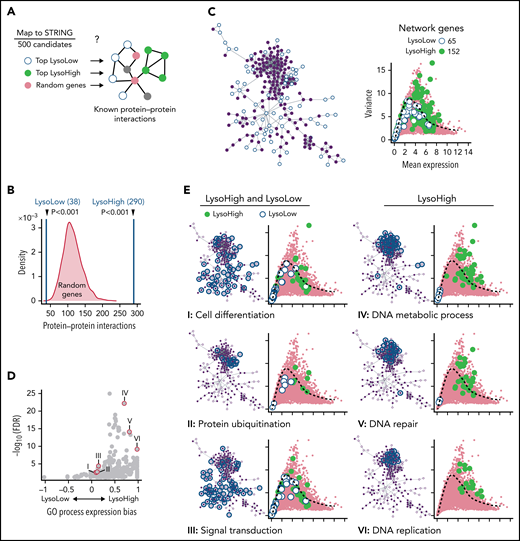 Categorization of identified CFD programs. (A) trackSeq detects functionally cooperating genes. STRING database queried for known protein–protein interactions of trackSeq candidates. Top 500 LysoHigh genes, top 500 LysoLow genes, and 1000 sets of 500 random genes as null distribution queried for interactions. (B) LysoHigh genes contain significantly more than random interactions. P values from null distribution. (C) trackSeq candidates form networks of 65 LysoLow (white) and 152 LysoHigh (green) genes (of top 500 candidates, respectively). (D) Functional enrichments in LysoHigh and LysoLow sisters. Expression bias: ratio of LysoHigh to LysoLow candidates in process, normalized by number of process genes in network. If >0, more LysoHigh candidates involved; if <0, more LysoLow candidates involved. (E) Functional predictions from network: HSC daughters modulate cell differentiation, protein catabolism, and signaling. LysoHigh network components suggest faster CC transition than in LysoLow sisters. Mean and variance of gene expression from Figure 2B, shown throughout figure. FDR, false discovery rate of process enrichment within network.
