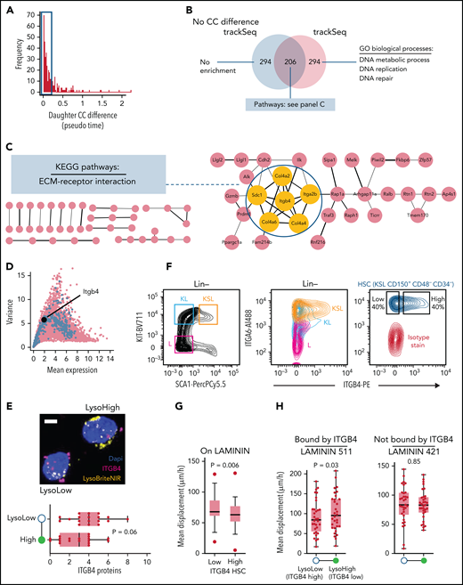 Experimental validation of trackSeq candidate Itgb4. (A) Identifying CC-independent expression differences. Histogram of absolute transcriptome-inferred pseudo time (ie, CC) difference between paired daughters. Cutoff at <0.2 excludes 63 pairs. (B) Venn diagram of top 500 trackSeq candidates including or excluding sister pairs with CC differences. Gene set size and pathway/process enrichments from STRING are shown. (C) Itgb4 is a central node of the ECM-receptor interaction pathway indicating a CC-independent putative niche retention mechanism regulated by ACD. A total of 206 CC-independent trackSeq candidates mapped to STRING database, with unconnected nodes omitted. Yellow nodes = candidates of the Kyoto Encyclopedia of Genes and Genomes (KEGG) pathway ECM-receptor interaction. (D) Itgb4 is a weakly expressed LysoLow trackSeq candidate. Plot as in Figure 2B; top 500 trackSeq candidate genes in blue. (E) Higher ITGB4 protein expression in ACD LysoLow than in LysoHigh HSC daughters. ITGB4 detection by proximity ligation assay immunostaining. Eighteen ACD (lysosome ratio >1.6×) pairs from 2 replicates. P value from paired t test. Whiskers = minimum–maximum. Example ACD HSC daughter pair after PLA (top). Scale bar = 5 μm. (F) Surface expression of ITGB4 and dimerization partner ITGA6 quantified by fluorescence-activated cell sorting. Their expression decreases during HSC differentiation (middle). ITGB4 expression varies in HSCs (right). (G) ITGB4-high HSCs are more adherent to LAMININ than ITGB4-low HSCs. Mean HSC displacement per time quantified by time-lapse imaging. t test. 53/48 ITGB4-low/high HSCs from 3 replicates. (H) Higher LAMININ adhesion of LysoLow (higher Itgb4 expression) than LysoHigh HSC daughters. Quantification of ACD (lysosome ratio >1.6×) HSC daughter displacement on LAMININ 511 (bound by ITGB4) or 421 (not bound by ITGB4). 32/33 pairs for LAMININ 511/421. Paired t tests from 3 replicates; error bars = minimum–maximum. GO, gene ontology.