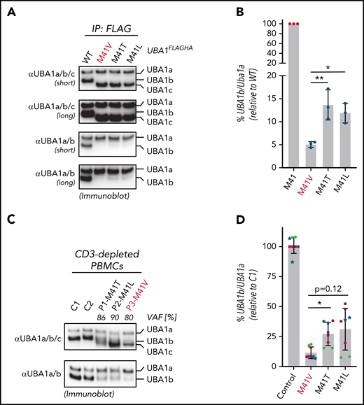 p.Met41Val produces less UBA1b as compared with other patient variants. (A) p.Met41Val supports less UBA1b translation than p.Met41Thr and p.Met41Leu. HEK293T cells were transfected with C-terminally FLAG-tagged WT UBA1 and indicated VEXAS variants, lysed, subjected to anti-FLAG immunoprecipitation and analyzed by anti-UBA1a/b/c or anti-UBA1a/b immunoblotting. Shorter and longer exposures of the respective immunoblots are shown. (B) Quantification of the experiment shown in panel A. Error bars denote standard error of the mean, n = 3 technical replicates, *P < .05; **P < .01, ordinary 1-way ANOVA. (C) p.Met41Val carriers express less UBA1b than p.Met41Thr and p.Met41Leu carriers. CD3-depleted peripheral blood mononuclear cells (PBMCs) of healthy volunteers (C1, C2) and VEXAS patients with similar VAFs were subjected to anti-UBA1a/b/c or anti-UBA1a/b immunoblotting. (D) Quantification of anti-UBA1a/b immunoblots of CD3-depleted PBMCs or CD14+ cells of healthy volunteers (control) or VEXAS patients (p.Met41Val/Thr/Leu). Error bars denote standard deviation, n = 8 (4 biological replicates of independently processed patient samples per genotype with 2 technical replicates each; technical replicates of each biological replicate are depicted in the same color and symbol), *P < .05, ordinary 1-way ANOVA.