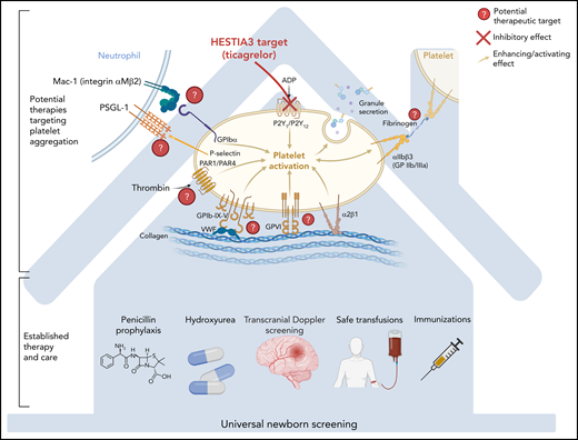 The identification of novel therapeutic targets, like platelet activation shown here, builds upon established interventions to diagnose sickle cell disease and prevent and treat complications. These approaches may complement one another, with standard of care serving as a foundation for exploratory approaches. P2Y12 inhibition, at the top of the figure, is the mechanism affected by ticagrelor. While inhibition of this transmembrane molecule blocks platelet activation (and aggregation via increase GP IIb/IIIa expression), there are other important mechanisms that are candidates that may be additive or alternative to P2Y12 inhibition. The red question marks indicate targetable mechanisms that have been investigated with preclinical animal and in vitro models. There is particularly robust preclinical data to support targeting plateletneutrophil interactions. Meanwhile, the standard of care, including universal newborn screening, immunizations, and antibiotic prophylaxis in childhood, needs to be expanded to include people with sickle cell disease living in low and middle income countries, regardless of participation in clinical trials.