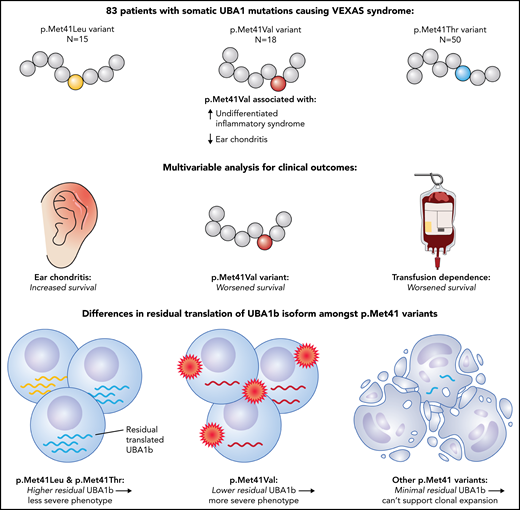 VEXAS patients with the p.Met41Val variant had more systemic undifferentiated inflammatory syndromes and less ear chondritis. A multivariable analysis for survival showed improved outcomes with ear chondritis and worse outcomes with transfusion dependence or the p.Met41Val variant. The p.Met41Leu and p.Met41Thr variants permit higher residual translation of normal cytoplasmic UBA1 (UBA1b), whereas p.Met41Val had lower residual UBA1b, and other permutations at p.Met41 had minimal residual UBA1b, linking VEXAS pathogenesis and severity to a loss of UBA1b function.