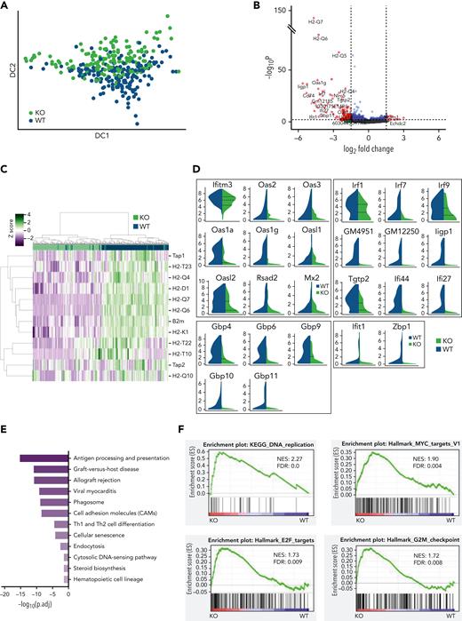 STAT1 is required to maintain protective transcriptional programs in homeostatic HSCs including inhibition of cell cycling. (A) Diffusion map showing a proportion of STAT1-deficient HSCs occupy space distinct from WT HSCs. WT ESLAM, dark blue dots; STAT1KO ESLAM HSCs, light green dots. (B) Volcano plot of differentially expressed genes (red dots) using DESEq2 and Benjamini-Hochberg corrected P values at a significance level of .01. (C) Heatmap showing MHCI gene expression and hierarchical clustering of ESLAM HSCs from STAT1KO or WT mice. (D) STAT1-deficient HSCs expressed reduced levels of genes involved in virus life cycle, viral sensing, and genes in pathways that activate transcription of IFN and IFN-stimulated genes. Violin plots showing normalized expression. (E) Pathway enrichment analysis showing downregulated Kyoto Encyclopedia of Genes and Genomes (KEGG) pathways in STAT1-deficient ESLAM HSCs. Statistical significance is indicated by −Log10(P.adj). (F) Gene set enrichment analysis (GSEA) plots showing significant enrichment of cell cycle related signatures in STAT1-deficient ESLAM HSCs. NES and FDR are indicated. FDR, false discovery rate; KO, knockout; NES, normalized enrichment score; P.adj., adjusted P value.