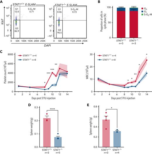 STAT1-deficient mice display delayed blood rebounds following 5′-FU–induced myeloablation. (A) Representative flow cytometry plots showing cell cycle analysis using intracellular staining of Ki-67/DAPI. G0 phase is defined as Ki-67− and 2n DNA, G1 as Ki-67+ and 2n DNA, and S-G2-M as Ki-67+ and DNA > 2n. (B) Bar graphs showing comparable cycling status in ESLAM HSCs from STAT1KO and WT control mice. (C) STAT1-deficient mice showed delayed rebounds of platelets and white blood cells (WBC) following a single dose of 5-FU injection (150 mg/kg). (D-E) Bar graphs showing reduced spleen size in STAT1-deficient mice at days 12 and 15, respectively. Data are shown as mean ± standard error; asterisks indicate significant differences by Student t test (∗∗∗∗P < .0001; ∗∗∗P < .001; ∗∗P < .01; ∗P < .05).
