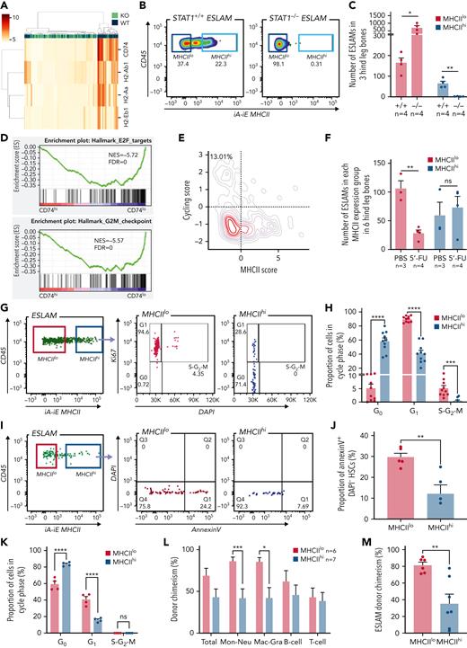 STAT1 maintains MHCII expression in a subset of HSCs (MHCIIhi) that are refractory to myeloablation. (A) Heatmap showing MHCII gene expression and hierarchical clustering of ESLAM HSCs from STAT1KO and WT mice. (B) Representative flow cytometry plots showing MHCII expression on cell surface of HSCs, which was lost in STAT1-deficient ESLAM HSCs. (C) Bar graph showing the subset of HSCs with high surface expression (MHCIIhi) was completely lost in STAT1-deficient mice. (D) GSEA plots showing a depletion of cell cycle signatures in CD74hi LT-HSCs. (E) LT-HSCs with low MHCII scores tended to display higher cycling scores. LT-HSCs from Nestorowa scRNA-seq dataset were analyzed. (F) Bar graph showing the subset of HSCs with low surface expression (MHCIIlo) are preferentially depleted following a single dose of 5-FU treatment (150 mg/Kg). Flow cytometric analysis was performed on BMMNCs at 43 hours post-injection. (G) Representative flow cytometry plots showing cycling status for MHCIIhi and MHCIIlo HSCs following 5-FU treatment. (H) Bar graphs showing MHCIIhi HSCs display reduced cycling in response to 5-FU. (I) Representative flow cytometry plots showing apoptosis status for MHCIIhi and MHCIIlo HSCs following 5-FU treatment. (J) Bar graphs showing MHCIIhi HSCs displayed reduced apoptosis in response to 5-FU. (K) Bar graphs showing MHCIIhi HSCs display reduced cycling in response to polyinosinic–polycytidylic acid at 16 hours post-treatment. (L) Bar graphs showing donor chimerisms in peripheral blood at 16 weeks post-transplantation as analyzed in Figure 2. (M) Bar graphs showing reduced donor-derived ESLAM HSC chimerisms in recipient bone marrow at 16 weeks post-transplantation. Data are shown as mean ± standard error; asterisks indicate significant differences by Student t test (∗∗∗∗P < .0001; ∗∗∗P < .001; ∗∗P < .01; ∗P < .05). FDR, false discovery rate; iA-iE, MHCII antibody; NES, normalized enrichment score; ns, not significant.