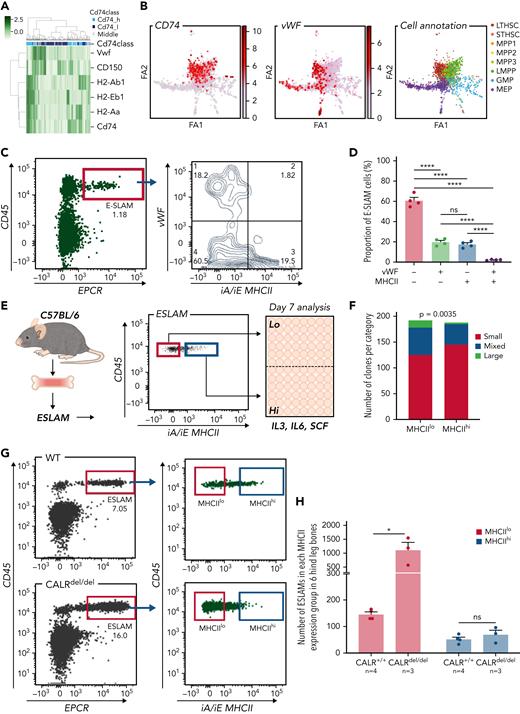 MHCIIlo HSCs exhibit enhanced megakaryocytic differentiation and are preferentially expanded in mutant CALR mice with thrombocythemia/myelofibrosis. (A) Heatmap showing Vwf-expressing HSCs cluster separately from HSCs with high levels of MHCII gene expression. LT-HSCs from Nestorowa scRNA-seq dataset were analyzed; a large proportion of LT-HSCs expressing high levels of Vwf is shown to cluster separately from HSCs with high-level expression of MHCII genes. (B) Expression of Cd74, Vwf genes plotted on the force-directed graph generated from HSPC cells in Nestorowa’s scRNA-seq dataset. (C) Representative flow cytometry plots showing Vwf+ HSCs were within the MHCIIlo fraction. (D) Bar graphs showing the negative correlation between Vwf and MHCII cell surface expression within ESLAM HSCs. (E) Experimental scheme showing single-cell in vitro assays of ESLAM HSC differentiation. Single ESLAM HSCs gated with MHCIIhi or MHCIIlo were FACS sorted into 96-well plates and cultured in StemSpan medium with 10% fetal bovine serum (FBS), 250 ng/mL stem cell factor (SCF), 10 ng/mL IL-3, and 10 ng/mL IL-6, and at day 7, each individual cell-derived clone was scored and categorized using criteria as described in Prins et al.54 (F) Bar graphs showing a reduced number of clones derived from MHCIIhi ESLAM HSCs with presence of large cells at day 7. MHCIIhi, n = 187 wells; MHCIIlo, n = 193; Chi-squared test; P = .0035. (G) Representative flow cytometry plots showing increased frequency of MHCIIlo ESLAM HSCs in knock-in mice expressing homozygous mutant CALR (CALRdel/del). (H) Bar graphs showing preferential expansion of MHCIIlo ESLAM HSCs in mutant CALR mice. Data are shown as mean ± standard error; asterisks indicate significant differences by Student t test (∗P < .05; ∗∗∗∗P < .0001). iA/iE, MHCII antibody; Large, colonies of any cell number (usually 1-30 cells), containing only very large flattened cells; Mixed, colonies of any cell number, containing small round cells and very large flattened cells; ns, not significant; Small, colonies of any cell number, containing cells that are uniformly round and small; STHSC, short term HSCs.