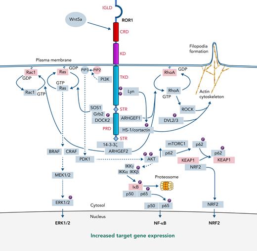ROR1 signaling. The structure of ROR1 is provided with each of the various domains labeled in red font to the right or left of the ROR1 stick figure, marking the extracellular immunoglobulinlike domain, CRD, and Kringle domain and the intracellular tyrosine kinase–like domain, the serine/threonine-rich domains, and the proline-rich domain (PRD). The binding of Wnt5a to the CRD can trigger activation of ROR1 signaling with recruitment and activation of cytosolic accessory molecules in green rectangles via defined (solid arrows) or speculated (dashed arrows) signaling pathways, culminating in the expression of ERK1/2, NF-kB, and NRF2 target genes in the nucleus. Red rectangles delineate inactive or inhibitory signaling molecules. Small circles labeled P represent protein phosphorylation.