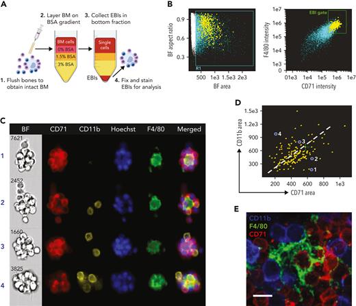 CD11b+ cells participate in BM EBIs in a constant ratio with erythroblasts. (A) BM clusters, enriched in EBIs, are collected by gravity sedimentation through a BSA gradient. (B) A population of large cell clusters is gated based on their large area in the bright field, which are then gated for double positivity for F4/80 and CD71; EBIs are then selected manually out of this gate after direct visualization.13 Upon visual inspection and identification of a cluster as an EBI (central F4/80+ macrophages surrounded with at least 3 CD71+ erythroblasts), the event is marked in yellow and designated to the manually tagged EBI population. (C) Representative images of EBIs from ImageStream analysis demonstrating varying ratios of CD11b to CD71. (D) Flow cytogram of CD11b+ area vs CD71+ area in the EBIs for one representative experiment. Each point represents an EBI observed by IFC. Upon visual inspection and identification of a cluster as an EBI, the event is marked in yellow and designated as a tagged EBI. All EBIs observed in one biological replicate are shown. Least-square linear regression was used to produce the dotted line, with the constraint to cross the point (X0, Y0), and therefore, because the intercept is 0, the slope represents the ratio of CD11b+ area to CD71+ area within EBIs. The average slope in 5 experiments was in a fairly narrow range of 0.690 ± 0.035, indicating a constant ratio of CD11b+ cells to erythroblasts in the EBIs and implying a physiologic significance. Spearman correlation coefficient r values for all replicates ranged from 0.4 to 0.6 (P < .0001). (E) Whole-mount immunofluorescence staining of intact BM shows cells stained for CD11b (blue) and CD71 (red) intimately associated with an F4/80+ macrophage (green) in situ. Image shown is a maximum-intensity projection of a confocal Z-stack. Scale bar represents 10 μm.