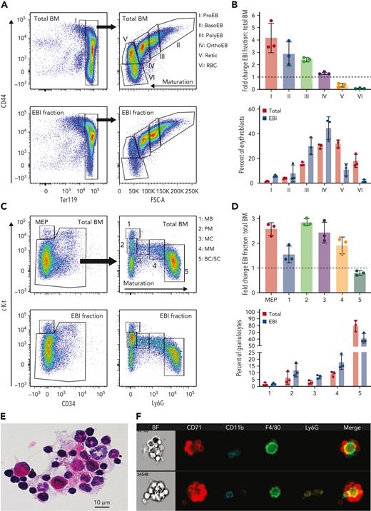 Immature granulocytes are enriched within the EBI fraction, similarly to erythroblasts, and are present in isolated EBIs. Total unfractionated BM and the EBI fraction, after cell dissociation, were evaluated by flow cytometry for erythroblasts and granulocytic precursors. (A) Representative flow plots showing terminal erythropoiesis populations in total unfractionated BM and the EBI fraction. Populations I to VI correspond to proerythroblasts (ProEB), basophilic (BasoEB), polychromatophilic (PolyEB), and orthochromatic (OrthoEB) erythroblasts, reticulocytes (Retic), and mature red blood cells (RBC), respectively. (B) Top graph: the fold change of each population in the EBI fraction vs the whole BM was calculated in 3 biologic repeats (fold change is shown as mean ± SD). Bottom graph: the percentage of each erythroblast population out of total erythroblasts in the total BM (red bars) and the 3% BSA fraction (blue bars) demonstrates the incremental presence of maturing erythroblast populations in total BM and EBI fraction as expected. (C) Representative flow plots showing terminal granulopoiesis populations in total unfractionated BM and EBI fraction. Populations 1 to 5 contain predominantly myeloblasts (MB), promyelocytes (PM), myelocytes (MC), metamyelocytes (MM), and band and segmented cells (BC/SC), respectively. (D) The fold change of each population in the EBI fraction vs the whole BM was calculated in 3 biologic repeats (fold change is shown as mean ± SD). (E) Hematoxylin and eosin staining of cytospins of the EBI fraction showing macrophages surrounded by erythroblasts and granulocytic precursors. (F) IFC of the EBI fraction showing CD11b+Ly6Gneg immature granulocyte precursors and more mature Ly6G+ granulocyte precursors within erythromyeloblastic islands.