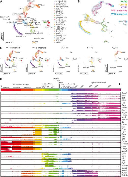 scRNA-seq analysis of EBI constituent cells reveals terminal granulopoiesis alongside terminal erythropoiesis. (A) Uniform Manifold Approximation and Projection (UMAP) plot generated by ICGS2 (Iterative Clustering and Guide-gene Selection version 2) depicting the different populations of cells composing the EBI fraction. The naming of cell populations was marker gene–driven, with an emphasis on prior well-defined hematopoietic lineage notations.20 (B) Visualization in the UMAP plot of the sorted F4/80+ (green), CD11b+ (yellow), and CD71+ (purple) populations, representing the main component populations within the EBIs, showing their alignment to the unsorted cells (pink, blue) of the EBI fraction from C57BL/6 WT BM. (C) Individual contribution of each capture to the UMAP plot pictured in A. Cell numbers for each sample were as follows: WT1 unsorted, n = 4963; WT2 unsorted, n = 7224; CD11b, n = 2668; F4/80 n = 1335; and CD71, n = 1264. (D) Comb plot showing the relative expression level of genes characteristic of each population (erythroblasts, granulocytic precursors, macrophages). ERP1 to ERP4 are marked by high expression of erythroid commitment and differentiation genes such as Gata1, Epor, Klf1, and Gfi1b, whereas transcripts of membrane and cytoskeletal proteins such as transferrin receptor CD71 (Tfrc), glycoprotein A (Gypa), band 3 (Slc4a1), and α-spectrin (Spta1) are most significantly expressed in ERP2 to ERP4. ERP5 was marked by genes known to be expressed in orthochromatic erythroblasts and reticulocytes such as Bpgm and Xpo721-23 and was the most frequent erythroblast population in unsorted and in CD71+ population sorted from the EBIs, as expected for the most mature erythroblasts. CD11b+ sorted cells segregate into 3 transcriptionally distinct clusters that represent granulocytic precursors associated with previously defined neutrophil specification (proNeu) and commitment cell states (preNeu to immNeu).24 Downregulation of cell cycle–related genes Mcm2, Aurkb, and Cdkn2c, especially in ERP5 and immNeu, confirms that these populations consist of terminally differentiated erythroid and granulocytic cells.