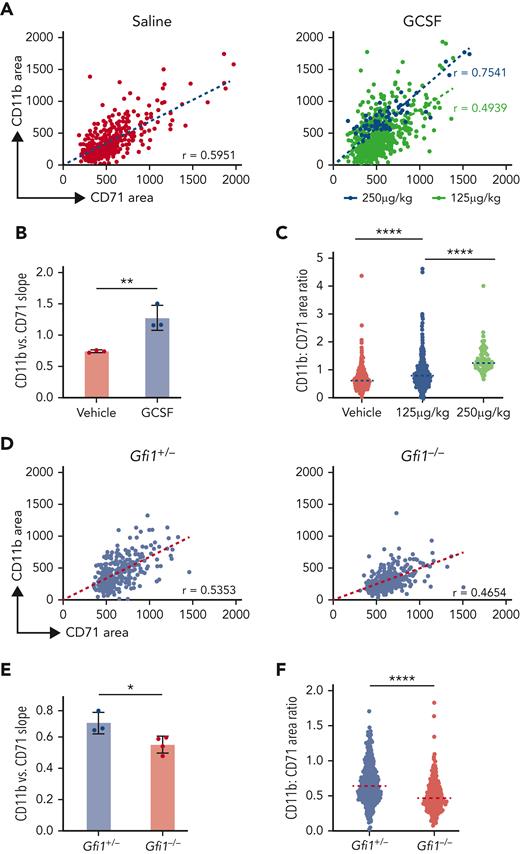 Changing the balance of granulocyte and erythrocyte production within EBIs. Each point represents an EBI observed by IFC; all EBIs observed in one biological replicate are shown. (A) Administration of GCSF leads to an increase in CD11b+ cells within the EBIs along with a decrease in the number of BM EBIs that contain 2 or more erythroblasts per cluster. Plots of CD11b+ area vs CD71+ area measured by IFC for all EBIs in a representative experiment for each condition are shown. In the case of 250 μg/kg GCSF treatment which dramatically suppressed medullary erythropoiesis, clusters with 3 CD71+ cells were rare because of the overall paucity of erythroblasts in the BM, so clusters with just 2 CD71+ cells were considered as EBIs in this analysis. Spearman correlation coefficient r values are shown on the graphs (P < .0001). (B) Quantification of the slope of CD11b+ vs CD71+ area in control and GCSF-injected (n = 3, mean ± SD is shown in the bar graphs; ∗∗P < .01 based on unpaired Student t test). (C) Ratio of CD11b:CD71 area within each EBI, with the line representing the median CD11b+:CD71+ area ratio (∗∗∗∗P < .0001 by Mann-Whitney test). (D) EBIs from Gfi1−/− mice, which have an arrest in early granulopoiesis, show the reverse trend as imaged by IFC, with fewer CD11b+ cells and a predominance of CD71+ cells within the EMBIs. Of note, these mice were analyzed at 8 to 9 weeks of age because of the early mortality associated with complete deficiency of Gfi1. (E) Quantification of the slope of CD11b+ vs CD71+ area in control and Gfi1−/− mice (n = 3-4 biologic repeats per condition as shown, mean ± SD is shown in the bar graphs; ∗P = .0306 based on unpaired Student t test). (F) Ratio of CD11b+:CD71+ area within each EBI, with the line representing the median CD11b:CD71 area ratio (∗∗∗∗P < .0001 by Mann-Whitney test).
