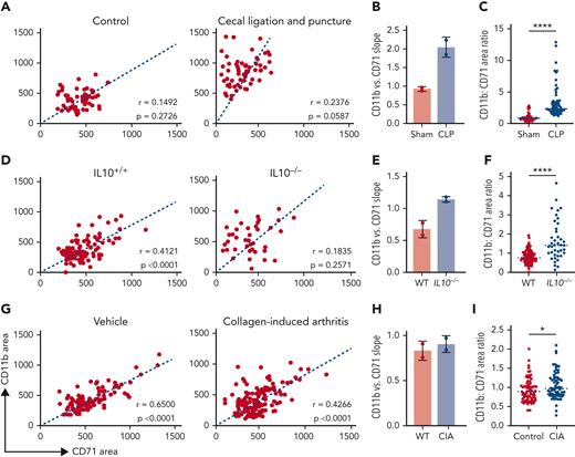 The balance between CD71+ erythroblasts and CD11b+ granulocytes in the EBIs is altered in AoI. EBI analysis was performed for 3 different models of AoI. Representative plots of CD11b+ area vs CD71+ area for each of the 3 models of AoI and corresponding controls are shown in order of decreasing acuity and consequently decreasing CD11b vs CD71 slope. Each point represents an EBI observed by IFC; all EBIs observed in one biological replicate are shown. Spearman correlation coefficient r values along with corresponding P values for correlation are shown on the graphs. (A) Cecal ligation and puncture (CLP) model resembles sepsis and shows the most dramatic increase in CD11b+ vs CD71+ slope. (B) Quantification of the slope of CD11b+ vs CD71+ area in control and CLP (n = 2, mean ± SD is shown in the bar graphs). (C) Ratio of CD11b+:CD71+ within each EBI (median shown in graph; ∗∗∗∗P < .0001 by Mann-Whitney test). (D) IL10−/− mice, when they develop inflammatory bowel disease, show a moderate increase in CD11b vs CD71 slope. (E) Quantification of the slope of CD11b vs CD71 area in control and IL10−/− (n = 2; mean ± SD is shown in the bar graphs). (F) Ratio of CD11b+:CD71+ within each EBI (median shown in graph; ∗∗∗∗P < .0001 by Mann-Whitney test). (G) Collagen-induced arthritis (CIA) models show mild inflammation relative to the CLP and IL10−/− with colitis models associated with a mild increase in CD11b+ vs CD71+ slope. (H) Quantification of the slope of CD11b vs CD71 area in control and CIA (n = 2, mean ± SD is shown in the bar graphs). (I) Ratio of CD11b+:CD71+ within each EBI (median shown in graph, ∗P < .05 by Mann-Whitney test). No statistical test was performed for the comparison of slopes in B, E, and H, in which 2 samples for each experimental and each control mouse model of AoI were analyzed.