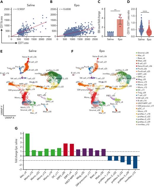 EBIs and EBI macrophages are increased following administration of Epo, permitting characterization of EBI macrophages by CITE-seq. IFC analysis of EBIs from saline solution–treated (A) vs Epo-treated (B) mouse BM demonstrates an increase not only in the size of EBIs (increased CD71+ area) but also in the number of EBIs after Epo stimulation, indicating a parallel increase in the number of EBI macrophages. Each point represents an EBI observed by IFC; all EBIs observed in one biological replicate are shown. Spearman correlation coefficient r values are shown on the graphs (P < .0001). (C) The number of EBIs after Epo stimulation increased approximately 4-fold by IFC evaluation (n = 4 biologic repeats, mean ± SD shown in the bar graph; ∗∗P = .002 comparing raw values with unpaired Student t test). (D) Ratio of CD11b+:CD71+ area within each EBI (median shown in graph; ∗∗∗∗P < .0001 by Mann-Whitney test). (E,F) ICGS2 (Iterative Clustering and Guide-gene selection version 2) analysis and CellHarmony of single-cell CITE-seq data collected from the BM clusters enriched in EBIs of saline solution–treated (E) and Epo-treated (F) BM reveals 28 distinct clusters. Clusters 4 and 20 are composed of early erythroblasts remaining despite Ter119+ depletion; clusters 18, 22, 33, 39, and 12 are granulocyte precursors that were also not completely removed despite depletion for Ly6G; and clusters 9, 13, 15, 23, and 19 have a transcriptome compatible with macrophage/monocyte lineage. Cluster 7 demonstrates transcriptomic characteristics of plasmacytoid dendritic cells, such as Siglech, Bst2, and Ly6d, and therefore is not considered a macrophage subset. (G) Fold change in relative frequencies of the cells in the macrophage/monocyte, erythroid, and granulocytic clusters at baseline vs with Epo treatment as indicated by percentage of captured cells in each sample.