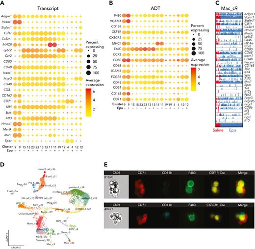 CITE-seq of EBI constituent cells coupled with IFC demonstrates EBI macrophage heterogeneity and plasticity. (A,B) Bubble plots of mRNA (A) and ADTs (B) comparing classically defined EBI macrophage cluster 9 with the other macrophage/monocyte clusters in the CITE-seq capture, along with erythroid cluster 4 and granulocyte cluster 12 for comparison. The size of the bubble indicates the percentage of cells from each treatment within the cluster expressing the gene or being positive for the ADT, and the color of the bubble represents the average expression level. (C) Comb plot of cells in cluster 9 demonstrates the heterogeneity within EBI macrophage populations in saline solution– and Epo-treated mice. (D) Uniform Manifold Approximation and Projection (UMAP) plot of CITE-seq as a reference for the clusters included in the bubble plot. (E) IFC demonstrates positivity of EBI macrophages for Csf1R and Cx3cr1 using the tdTomato-reporter of the corresponding cre models.
