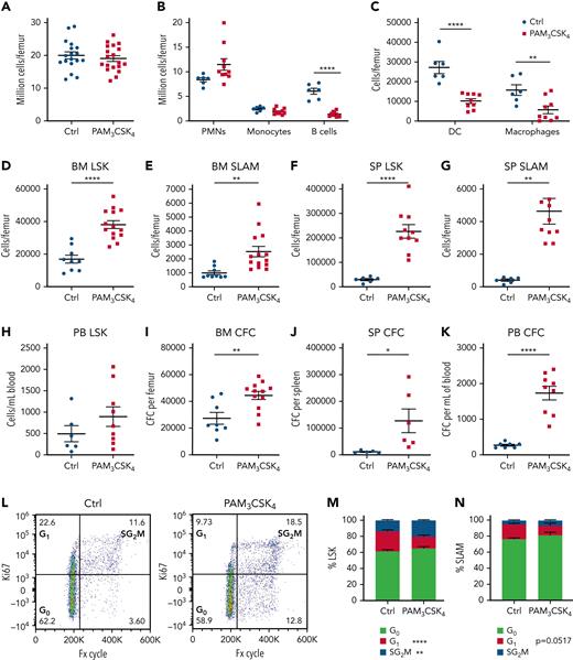 TLR1/2 agonist treatment is associated with a loss of DCs and macrophages in the bone marrow and HSPC expansion and mobilization. Wild-type mice were treated with PAM3CSK4 (100 μg, every other day × 3 doses) and analyzed 24 hours after the final dose. (A) Total leukocytes per femur. (B-C) Number of the indicated cell type in the bone marrow (BM). Number of LSK (D) or LSK-SLAM (E) cells in the BM. Number of LSK (F) and LSK-SLAM (G) cells in the spleen (SP). (H) Number of LSK cells in the peripheral blood (PB). Number of colony-forming cell (CFC) in BM (I), SP (J), or PB (K). (L) Representative flow plots showing gating strategy to identify different stages of the cell cycle; data are gated on LSK cells. Cell cycle analysis of LSK (M) and LSK-SLAM (N) cells in the BM. Data represent the mean ± standard error of the mean. Statistical significance determined by using two-way analysis of variance (panels B, C, M, and N) or unpaired t-test (panels A and D-K). ∗P < .05, ∗∗P < .01, ∗∗∗∗P < .0001. Ctrl, control; PMN, polymorphonuclear neutrophil.