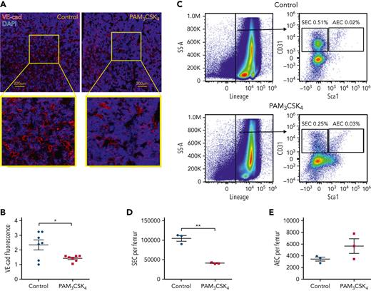 TLR1/2 agonist treatment is associated with decreased bone marrow SECs. Wild-type mice were treated with PAM3CSK4 (100 μg, every other day × 3 doses) and analyzed 24 hours after the final dose. (A) Representative images of femur sections stained for vascular endothelial–cadherin (VE-cad; red) and 4′,6-diamidino-2-phenylindole (DAPI; blue). (B) Quantification of the VE-cad signal by histomorphometry. (C) Representative flow plots showing gating strategy to identify CD31+ Sca1– CD45– Ter119– SECs and CD31+ Sca1+ CD45– Ter119– AECs. Quantification of SECs (D) and AECs (E). Data represent the mean ± standard error of the mean. Statistical significance determined by using an unpaired t-test. ∗P < .05, ∗∗P < .01.