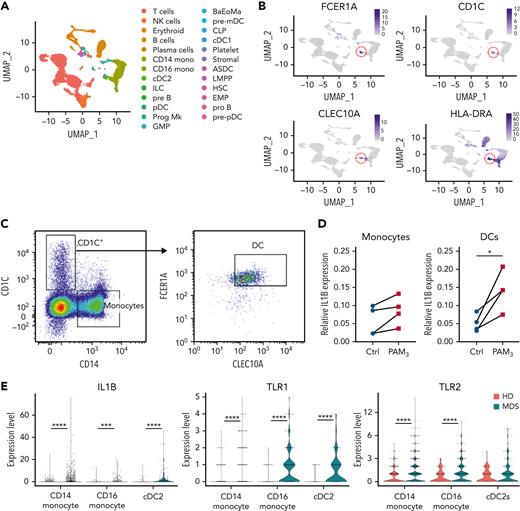 IL-1β expression in bone marrow DCs from healthy donors and patients with MDS. (A) Annotations of single-cell RNA-sequencing clusters from healthy donors and patients with MDS compared with reference data sets. (B) Expression of the indicated cDC2 marker genes. Bone marrow cells from 4 healthy donors were cultured overnight in PAM3CSK4 (10 ng/mL) or vehicle alone; DCs or monocytes were sorted by flow cytometry; and IL1B mRNA expression was quantified. (C) Representative flow plots showing gating strategy to identify human DC2-like cells. (D) IL1B mRNA expression data; significance determined by paired t-test. (E) Violin plots showing TLR1, TLR2, or IL1B mRNA expression in the indicated myeloid cell population; data are pooled single-cell RNA-sequencing data from 2 healthy donors (HD) and 4 patients with MDS. Significance determined by unpaired t-test. ∗P < .05, ∗∗∗P < .001, ∗∗∗∗P < .0001. ASDC, AXL+ DC; BaEoMa, basophil, eosinophil, mast cells; CLP, common lymphoid progenitor; Ctrl, control; EMP, erythrocyte megakaryocyte progenitor; ILC, innate lymphoid cell; NK, natural killer; pDC, precursor DC; pre-pDC, precursor plasmacytoid DC; Prog Mk, progenitor megakaryocytes; UMAP, Uniform Manifold Approximation and Projection.
