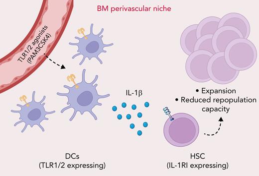 TLR1/2 agonist sensing by BMDCs results in increased production of the inflammatory cytokine IL-1β in the BM perivascular niche. Increased IL-1β levels are sensed by HSCs, leading to their pool expansion, biased myeloid differentiation, and reduced repopulation capacity.